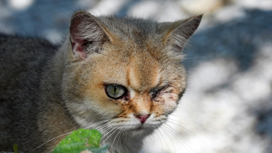 Ativistas lutam para evitar com&eacute;rcio ilegal de carne de gatos na China