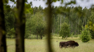 Forscher: Elche und Wisente hätten ausreichend Platz in Deutschland