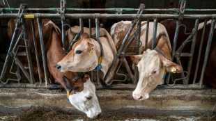 Priv&eacute;es d'alpages fran&ccedil;ais &agrave; cause de la dermatose, les vaches suisses &eacute;touffent en plaine