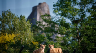 Au Parc zoologique de Paris, Isis et Inaya incarnent l'espoir des Lions du Nord