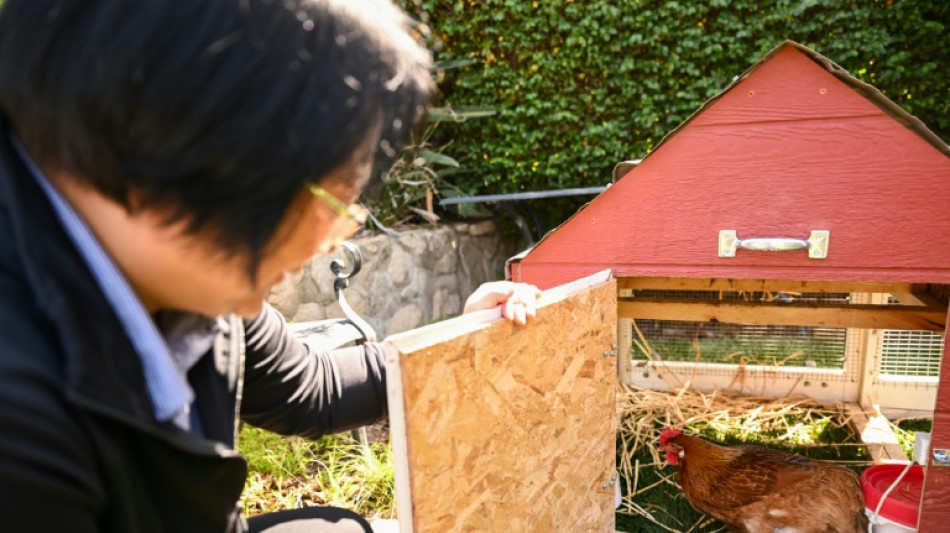 Louer une poule, nouvelle mode contre la flambée du prix des oeufs aux Etats-Unis