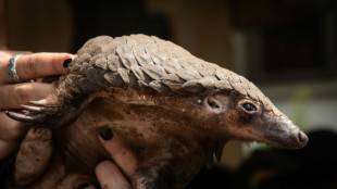 Les défenseurs des pangolins veulent plus d'études pour mieux les protéger