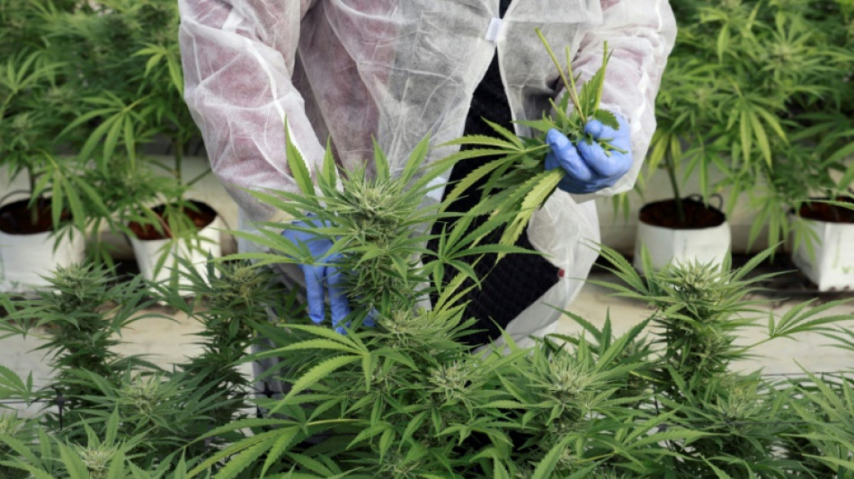 Una ciudad del desierto en Israel quiere convertirse en la "capital" del cannabis m&eacute;dico