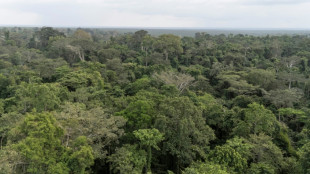 El rescate de un elefante hu&eacute;rfano expone el reto de la conservaci&oacute;n en Nigeria
