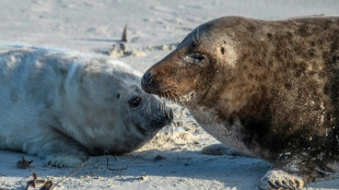 Erneut mehr Kegelrobben in Wattenmeer gez&auml;hlt