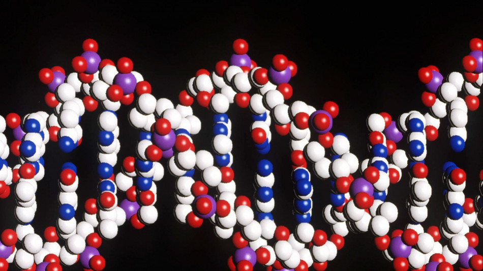 Meno di 4 ore per sequenziare il genoma umano, è record