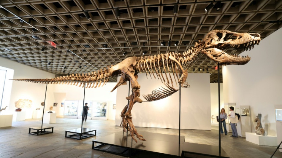 Un T-Rex parmi les mieux conserv&eacute;s pr&eacute;sent&eacute; &agrave; New York avant sa vente