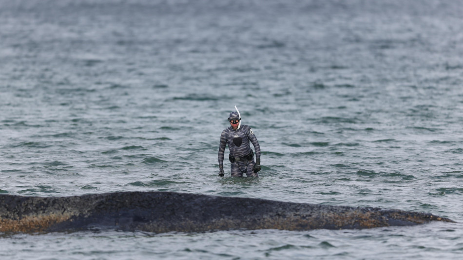 Nuovo tentativo di salvataggio della balena incagliata nel mar Baltico