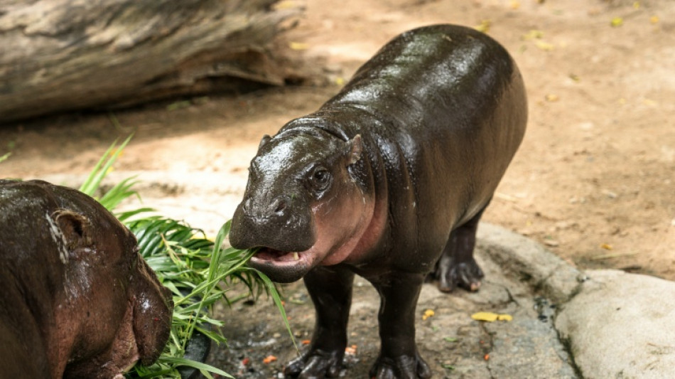 Un homme s'est introduit dans l'enclos d'une hippopotame star d'internet