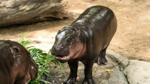 Un homme s'est introduit dans l'enclos d'une hippopotame star d'internet