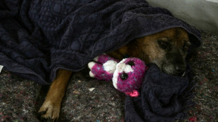 Inondations au Br&eacute;sil : chien, chats ou chevaux secourus aux c&ocirc;t&eacute;s des sinistr&eacute;s