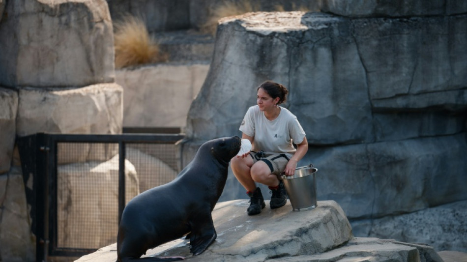 Dans les zoos, les animaux "&eacute;quip&eacute;s" pour supporter la canicule