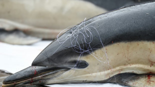 Dauphins: le mois sans p&ecirc;che dans le golfe de Gascogne concernera plus de navires