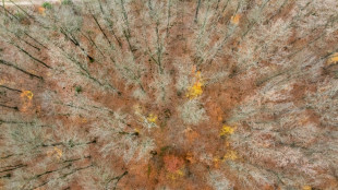 Tree branches to fleece jackets: Chemicals plant in Germany bets on biomass