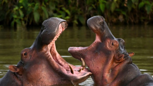 Indian billionaire's son offers home for Escobar's hippos