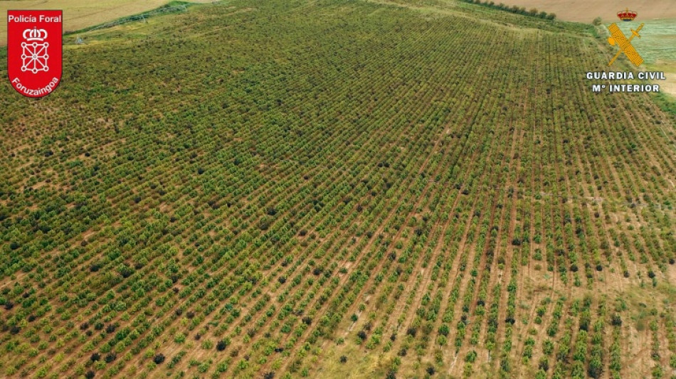 Desmantelada en Espa&ntilde;a una gran explotaci&oacute;n con 415.000 plantas de cannabis