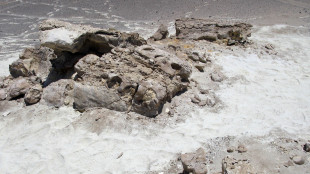 Gli uccelli nidificavano nell'Artico già all'epoca dei dinosauri