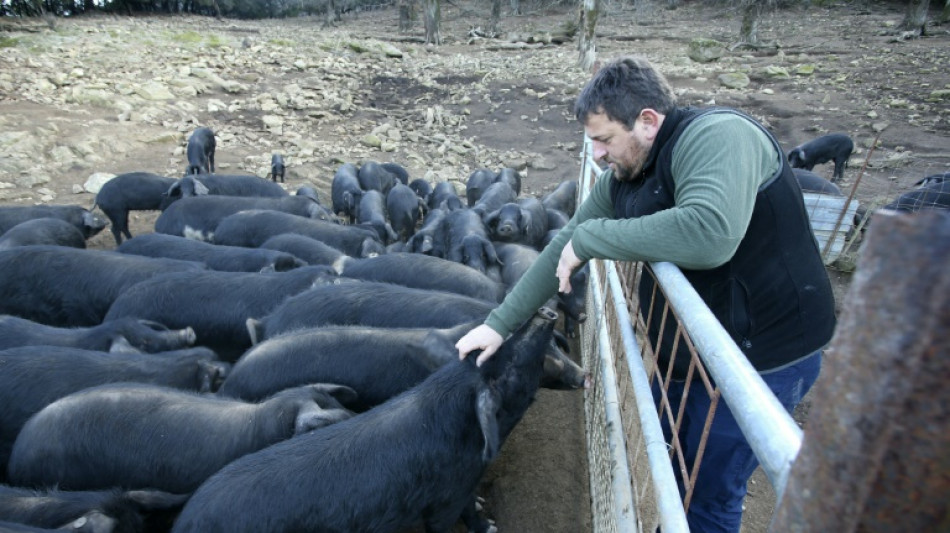 Fili&egrave;re porcine: le gouvernement annonce un "plan d'urgence" de 270 millions d'euros