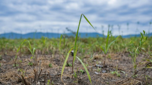NATO project tests perennial grass to clean Ukraine's war-hit soil
