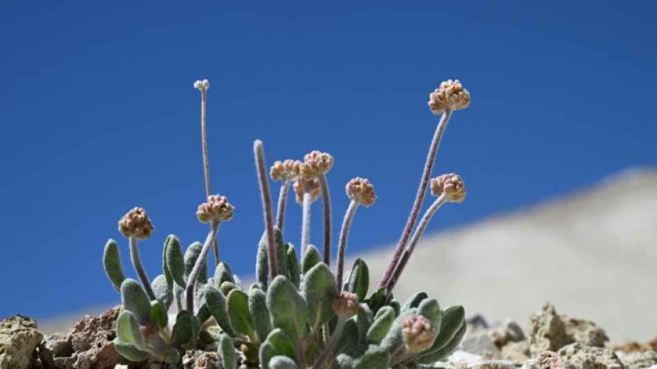 Flor rara e &uacute;nica amea&ccedil;ada de extin&ccedil;&atilde;o pela corrida do l&iacute;tio nos EUA