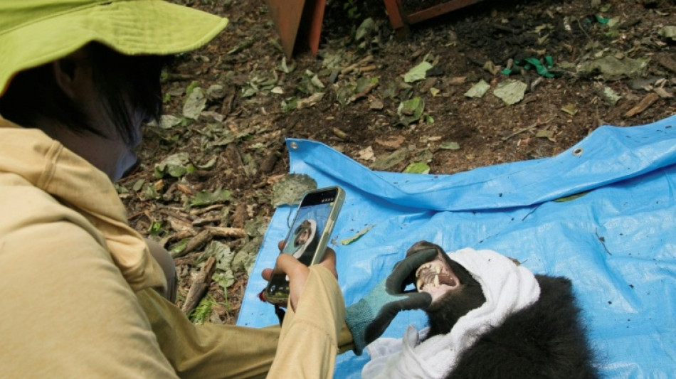 Dans les montagnes japonaises, une autre mani&egrave;re de g&eacute;rer les ours