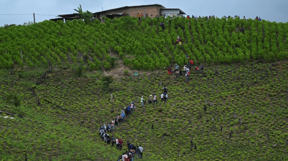 Colombie: dans une zone d'intense culture de coca, des habitants pris en &eacute;tau entre arm&eacute;e et gu&eacute;rillas