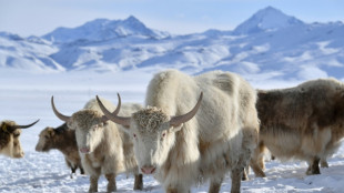 Au Kirghizstan, des yaks blancs, symbole de la renaissance d'un &eacute;levage ancestral