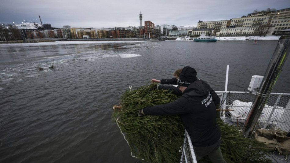 En Su&egrave;de, les sapins de No&euml;l offerts aux poissons