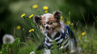El perro considerado "el m&aacute;s viejo del mundo" muere a los 30 a&ntilde;os