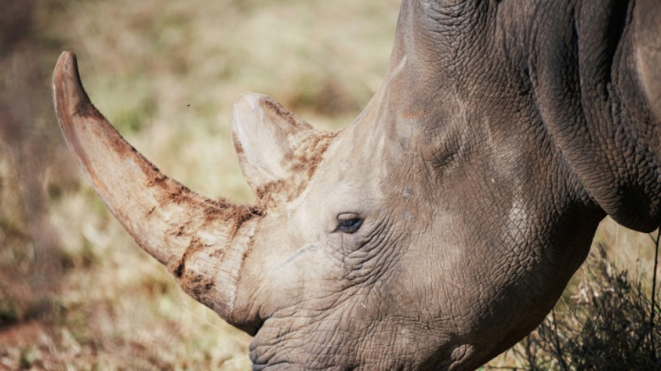 Afrique du Sud : pr&egrave;s de 500 rhinoc&eacute;ros victimes de braconnage en 2023, en hausse