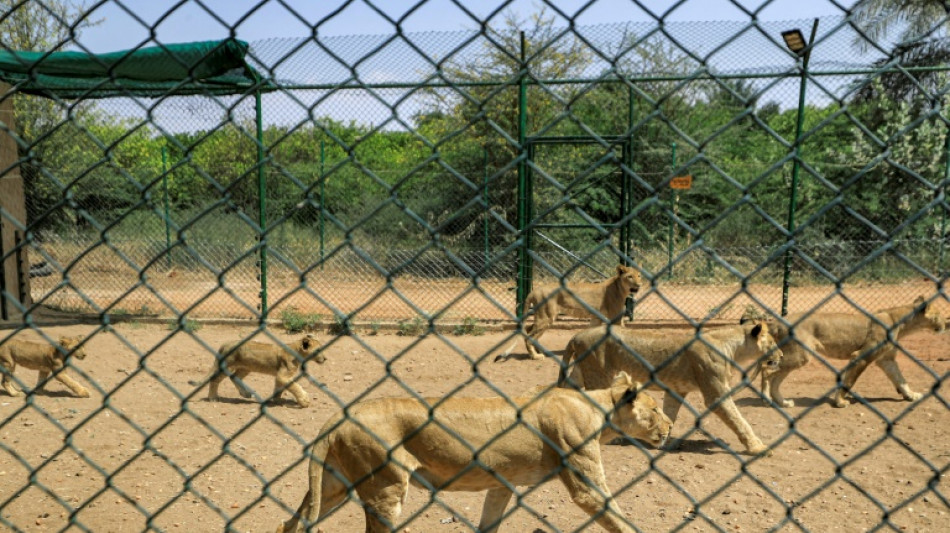 Reserva de leones en Sud&aacute;n advierte de escasez de alimentos y electricidad