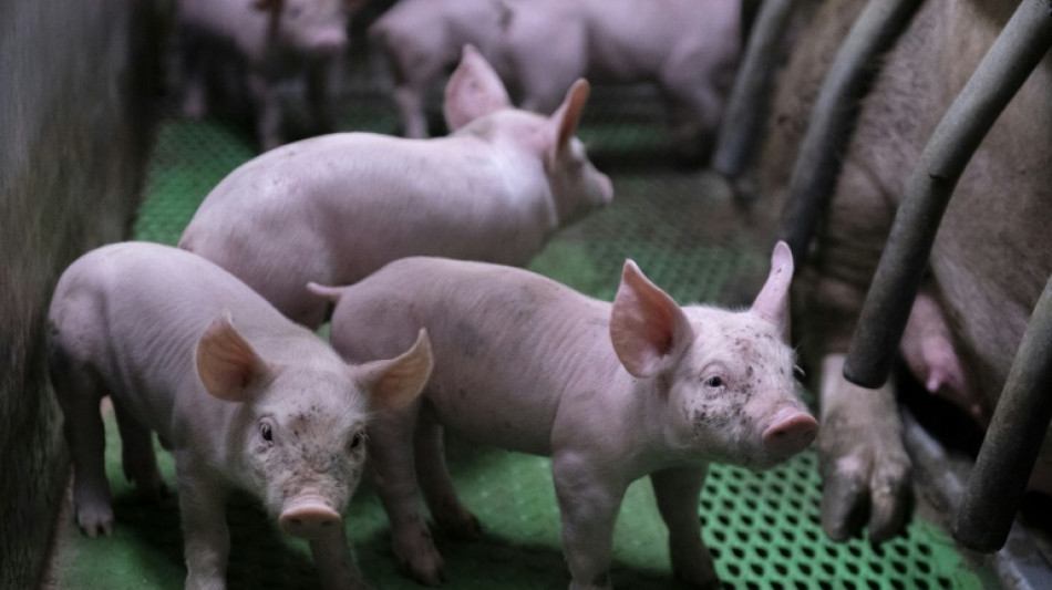 Etwa 2000 Ferkel sterben bei Feuer in nieders&auml;chsischem Schweinemastbetrieb