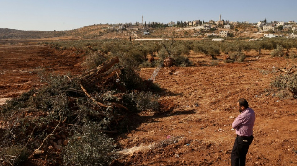 Excavadoras israel&iacute;es arrancan cientos de &aacute;rboles de palestinos en Cisjordania