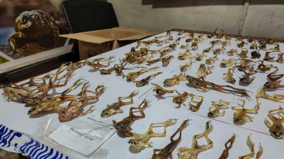 "Viagra des Incas": des centaines de grenouilles aux vertus suppos&eacute;ment aphrodisiaques saisies au P&eacute;rou