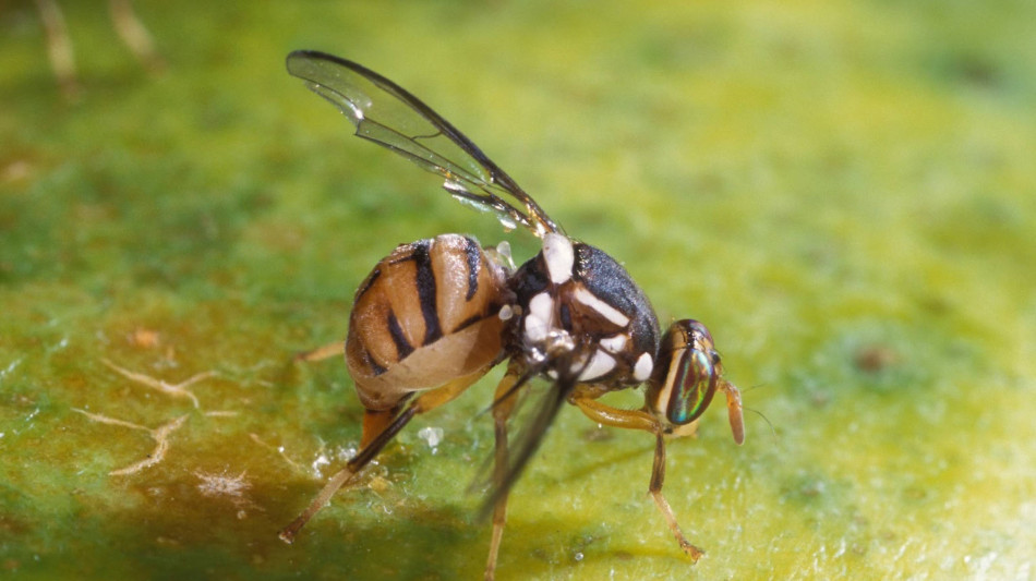 Trovata per la prima volta in Veneto la mosca orientale della frutta