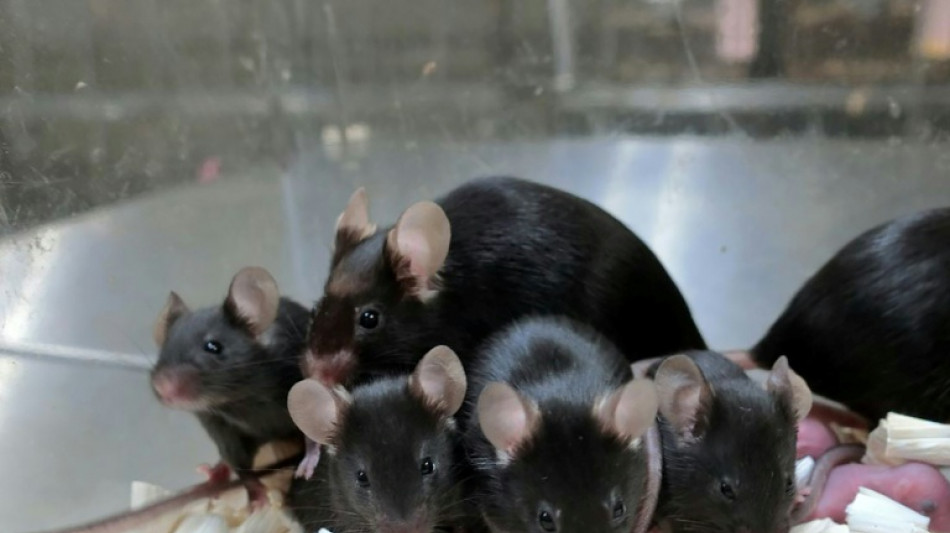 Les mammif&egrave;res ne peuvent pas &ecirc;tre clon&eacute;s ind&eacute;finiment